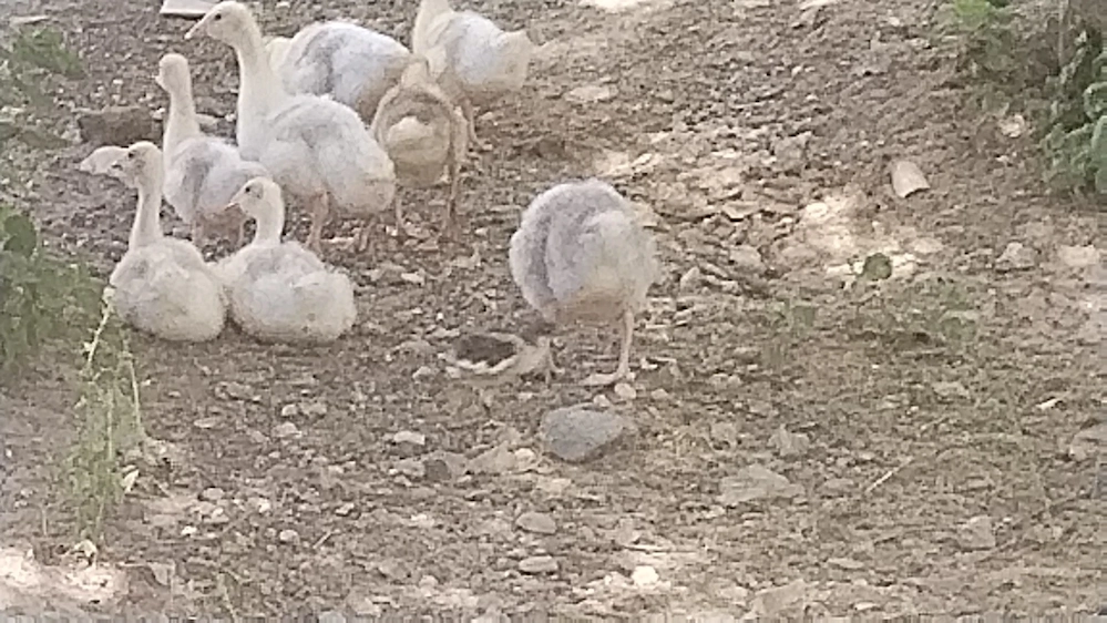 Boboci de gâscă de vânzare 