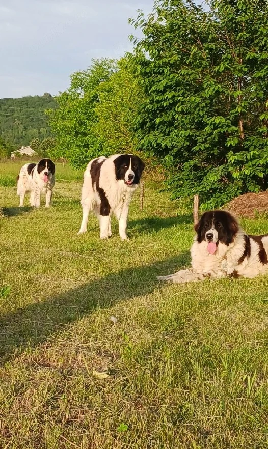 pui ciobanesc de bucovina