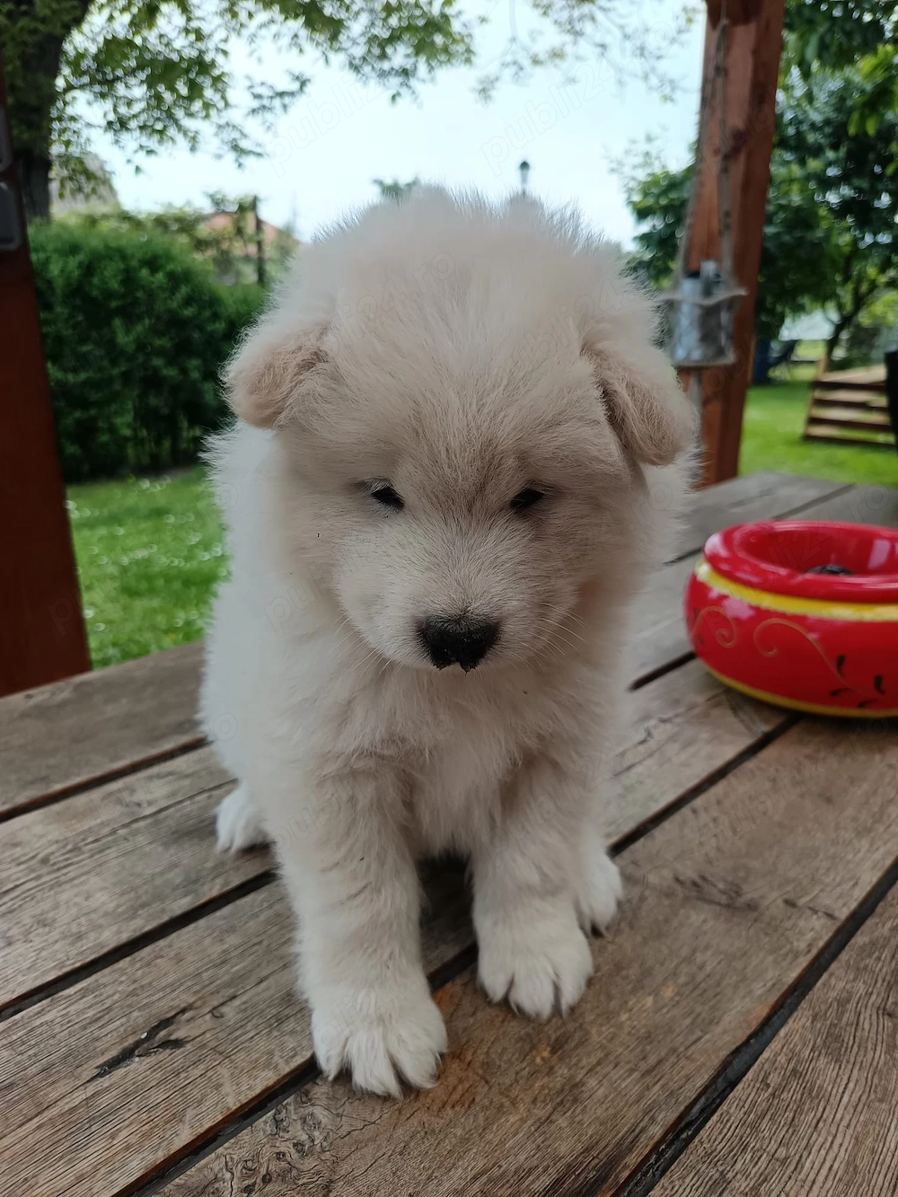Vând pui de Samoyed