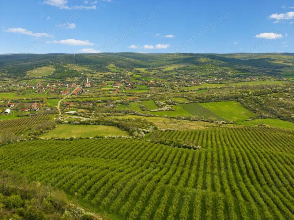 Teren 20 ha vestul Romaniei – ideal plantație aluni / livadă