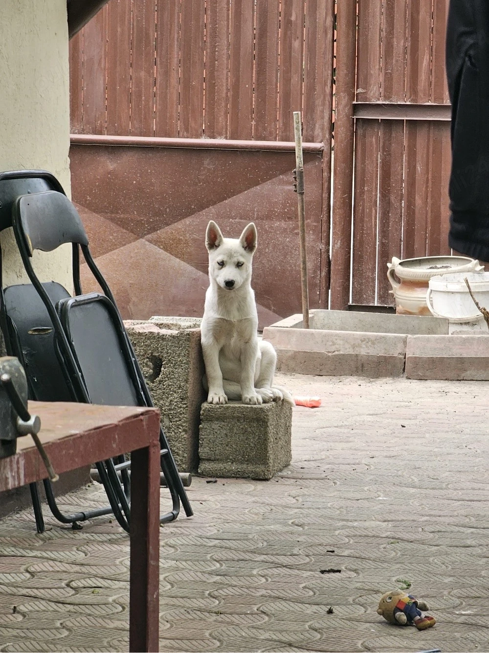 vand puiuti Husky Siberian 