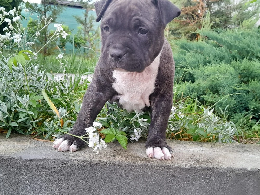 Femelă Amstaff de vânzare