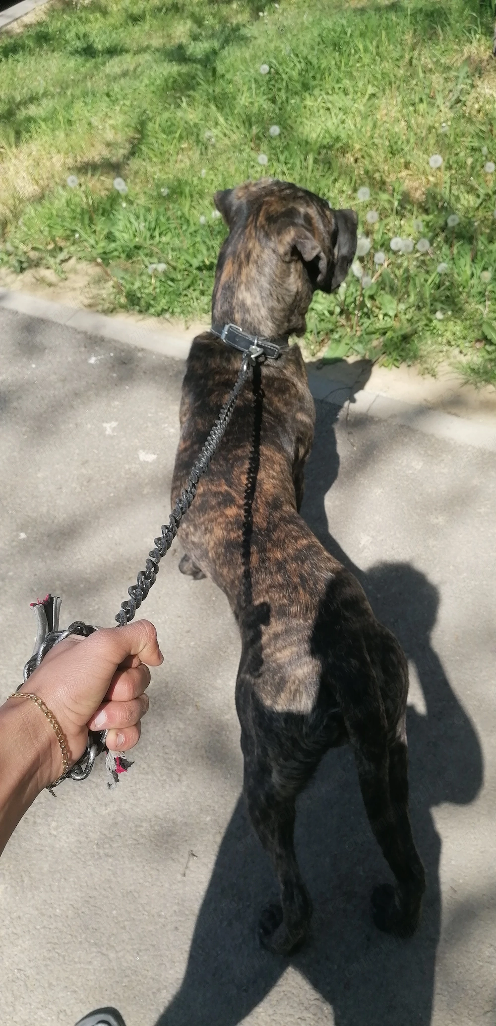 cane corso mix presa canario pedigre