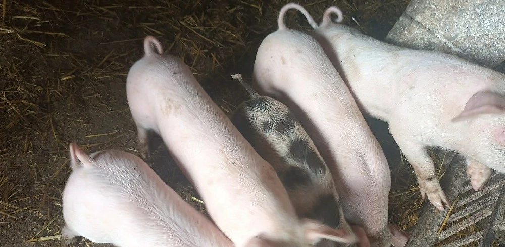 De vanzare purcei 