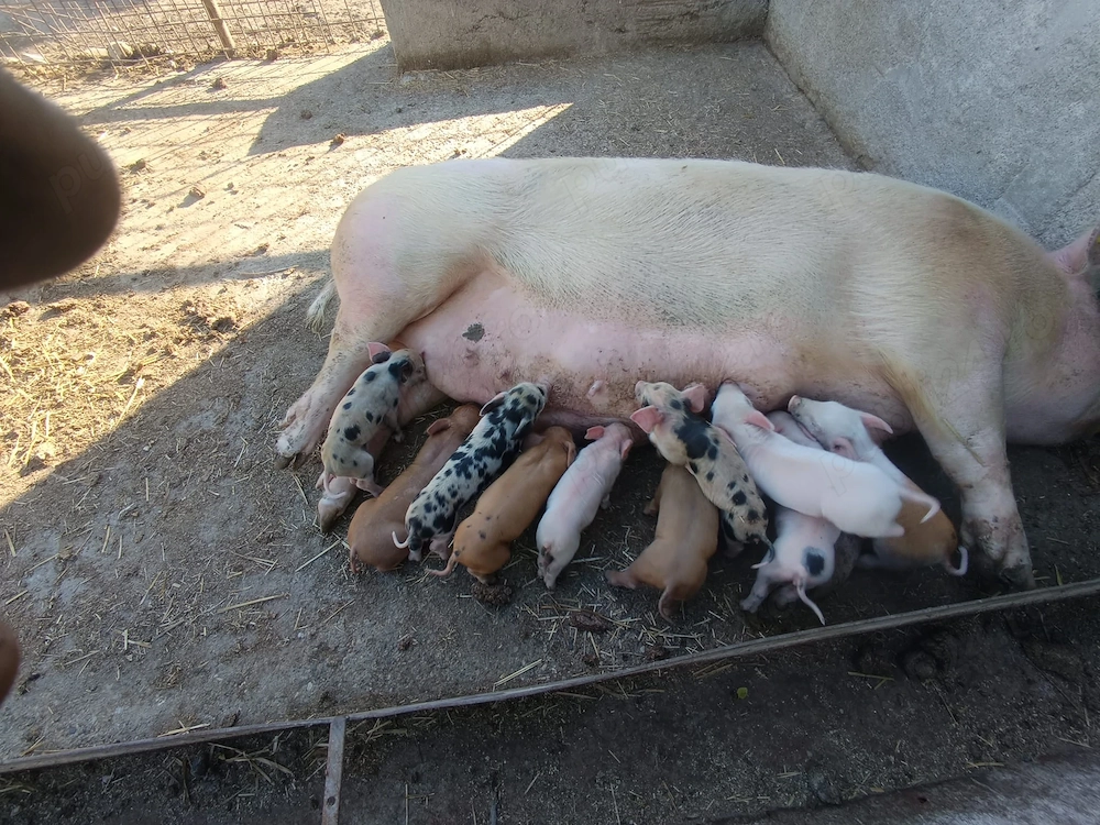 Porci de vânzare 