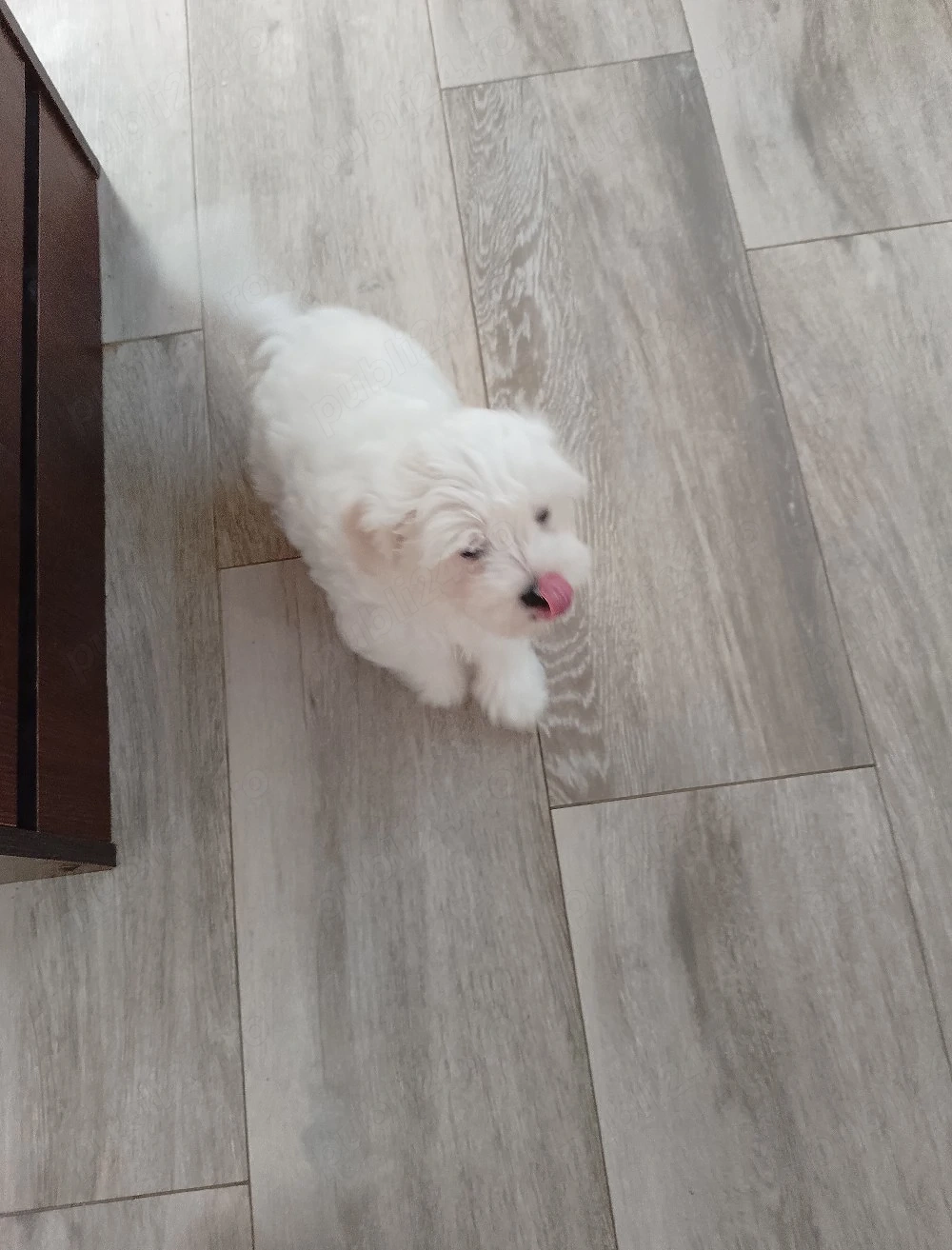 Vind bichon Maltez