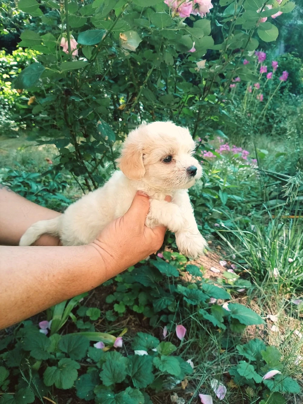 Maltipoo, fetita dragalasa