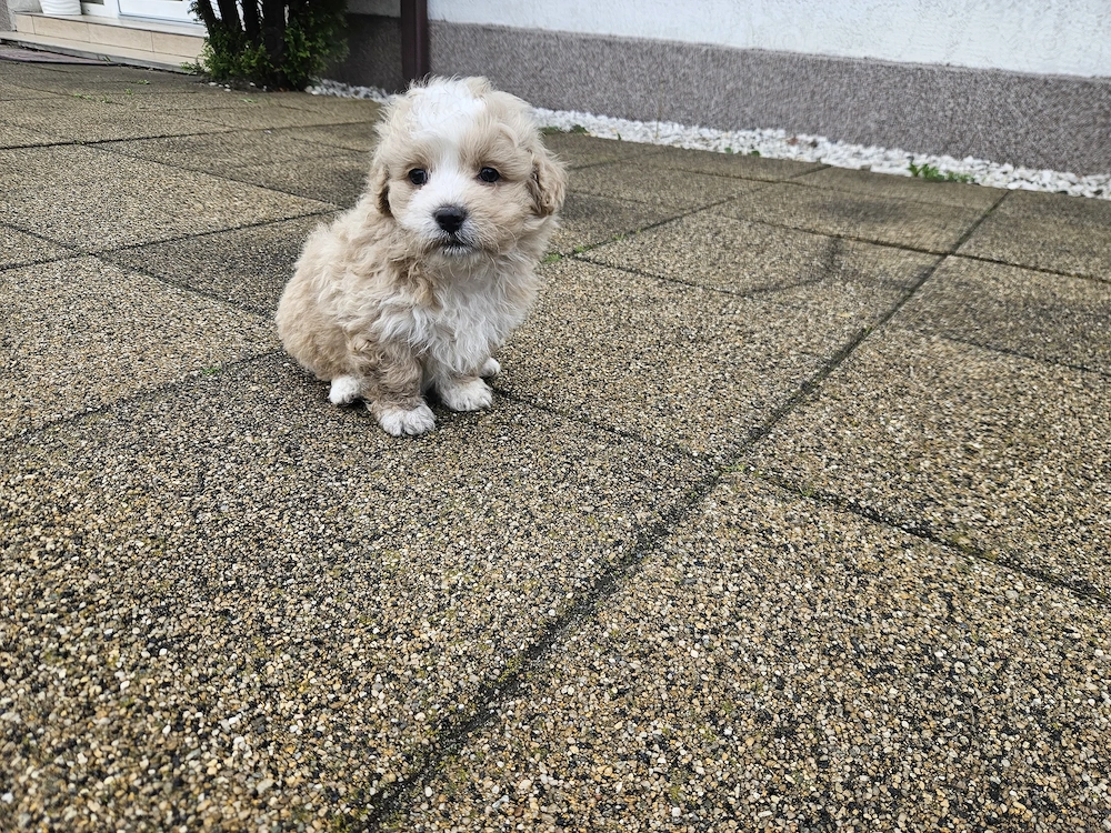 Donez cățeluși de talie mică. 
