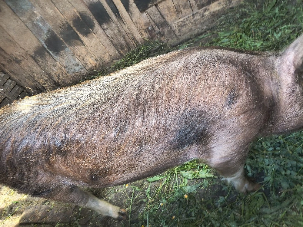 purcei godini și porci de sacrificat