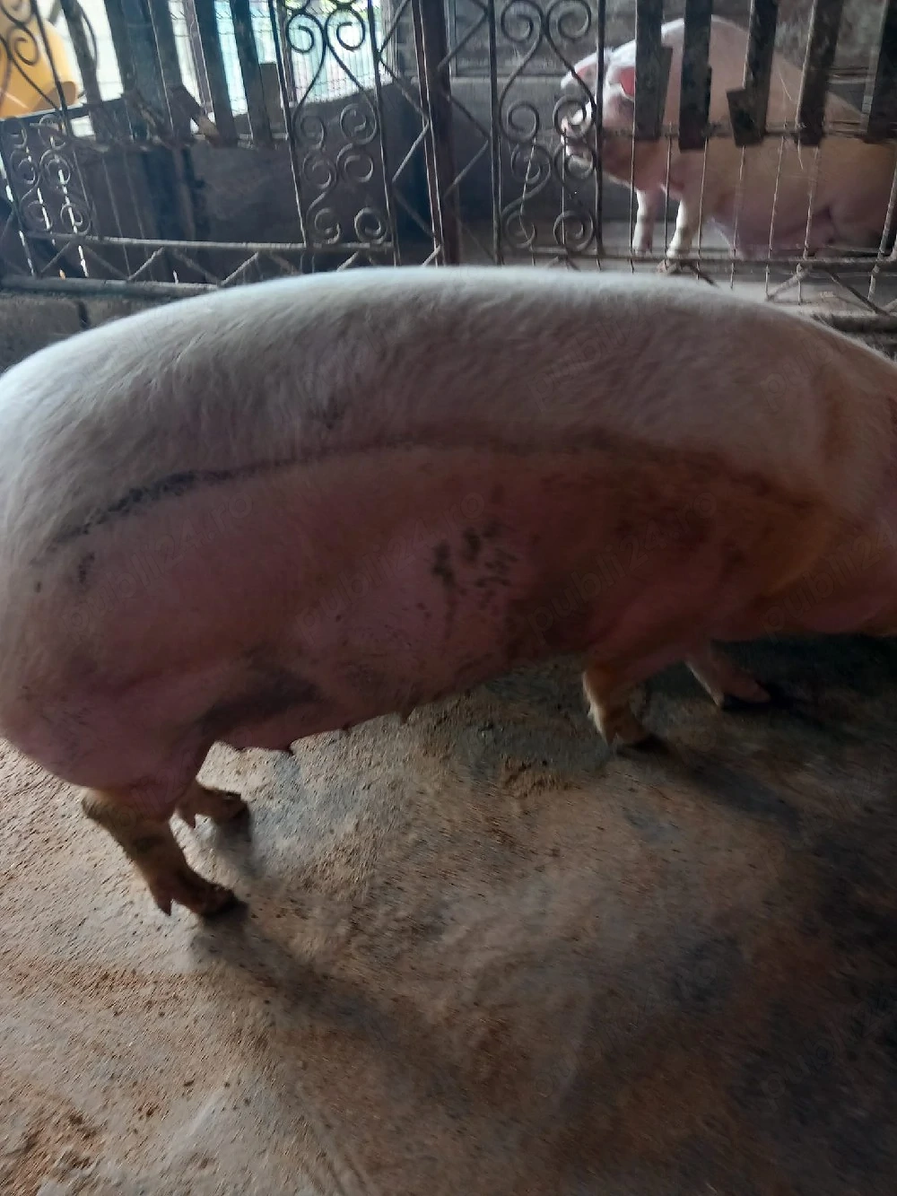 purcea pietran 