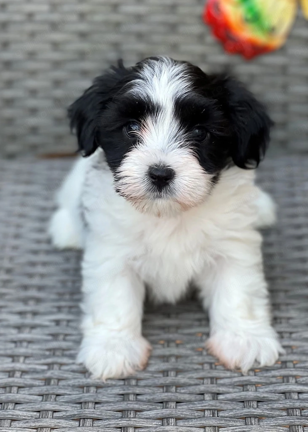 Bichon havanez puiuti