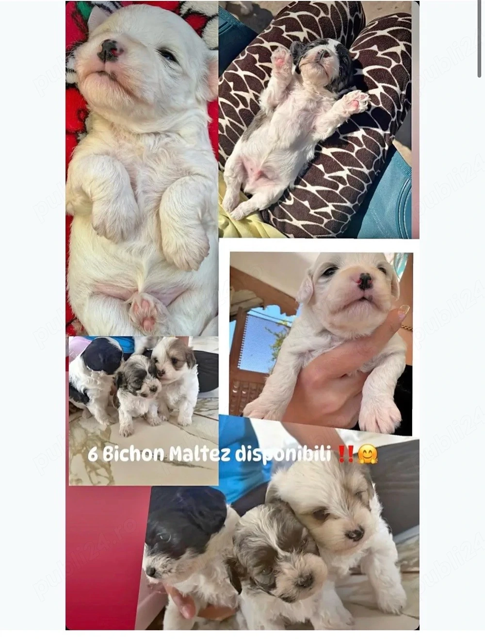 Vand Bischoni Maltezi(Baietei)