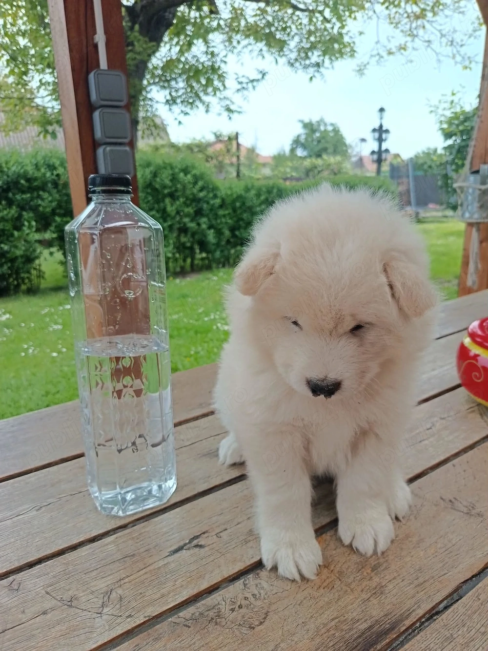 Pui samoyed fetite si baieti