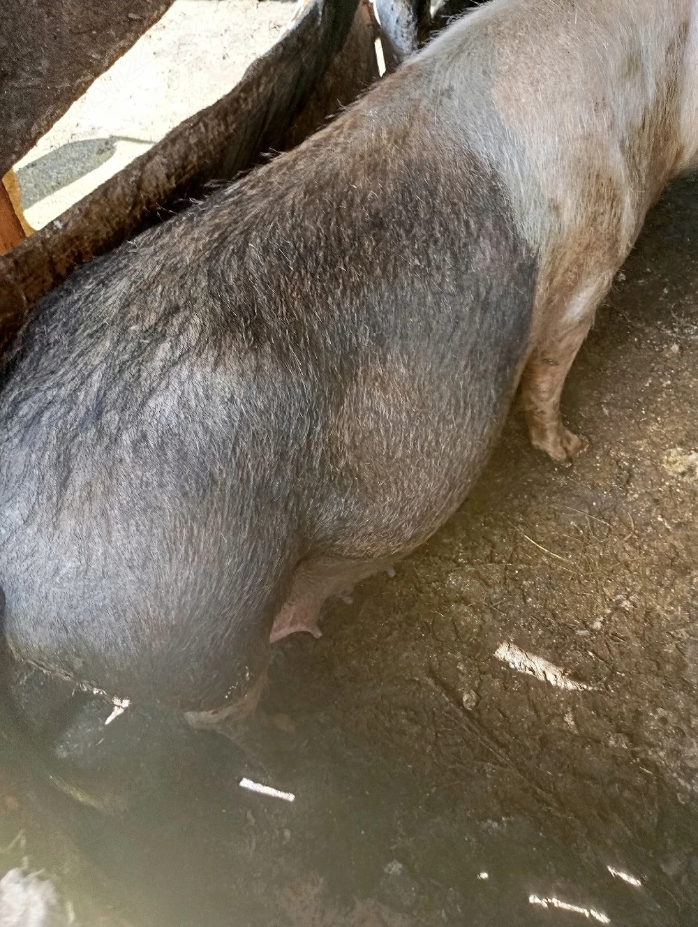 porci de vânzare 