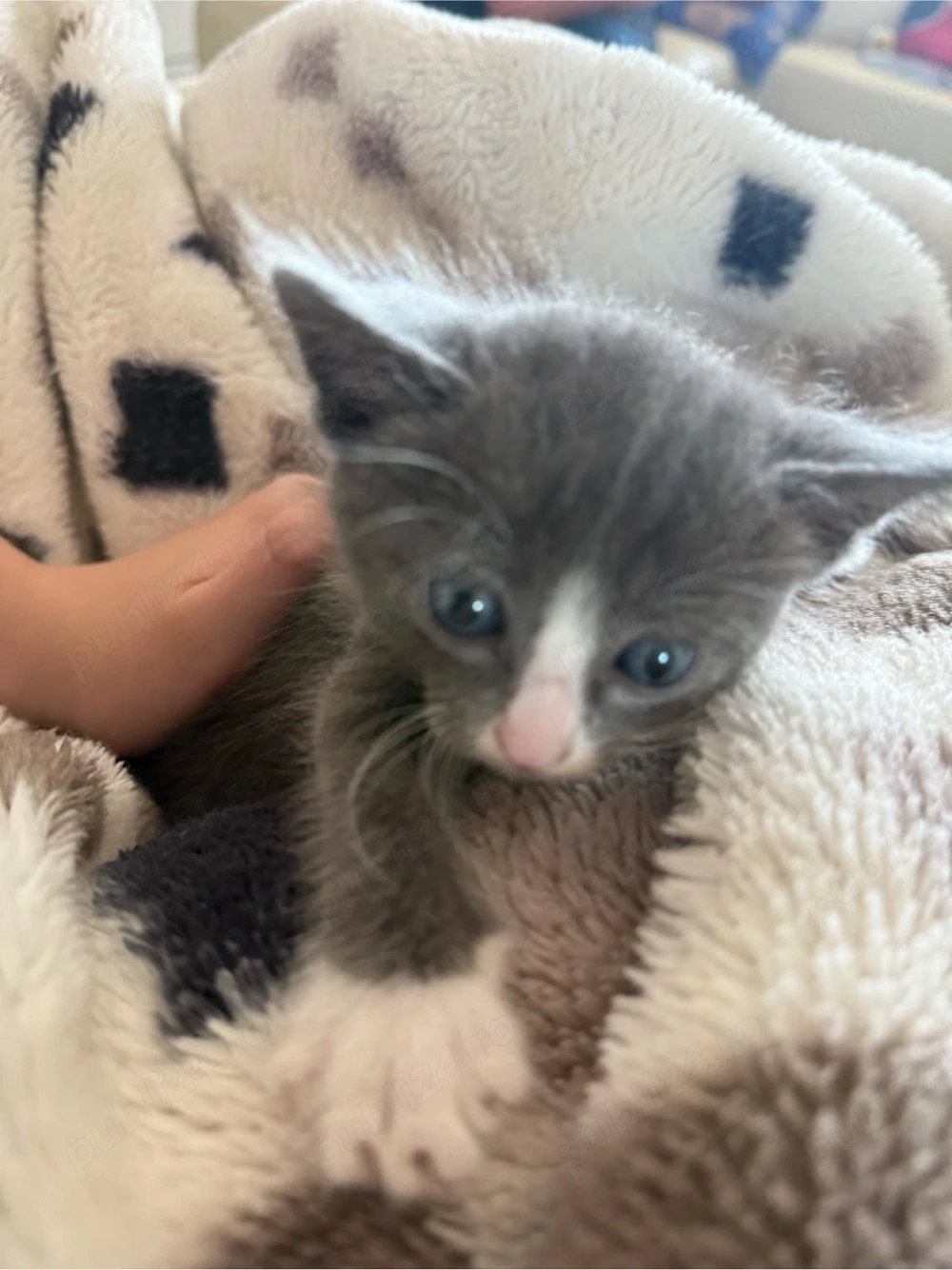 motanel metis ragdoll