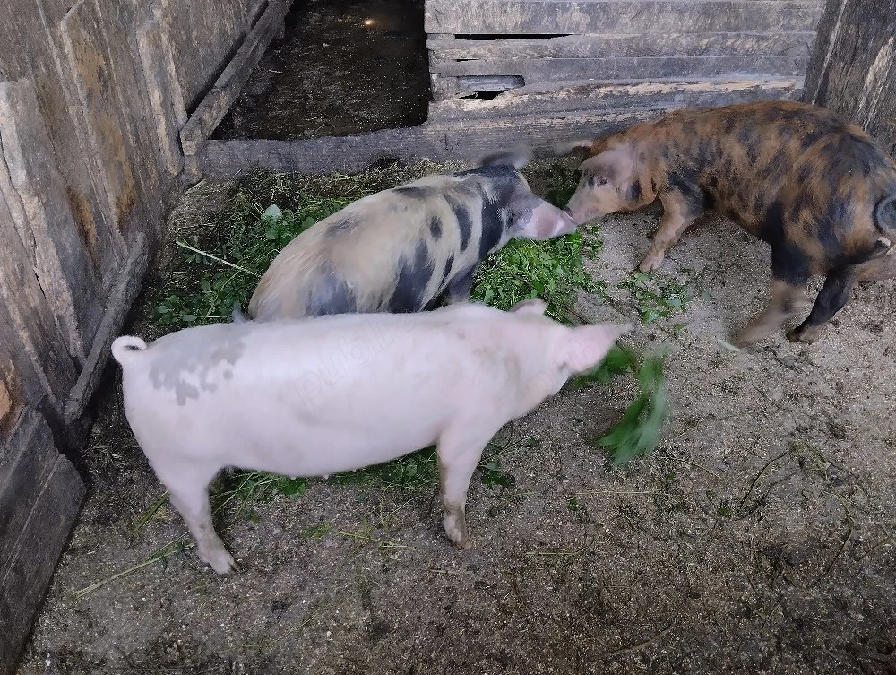 De vânzare în satul Rași! 