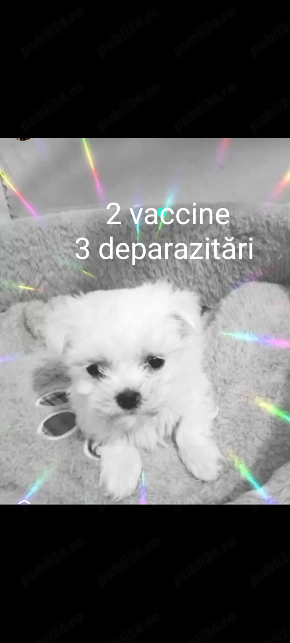 Bichon mini toy rasa pura