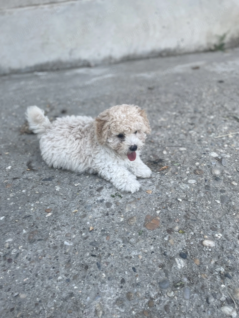 Bichon Frise. Preț negociabil 