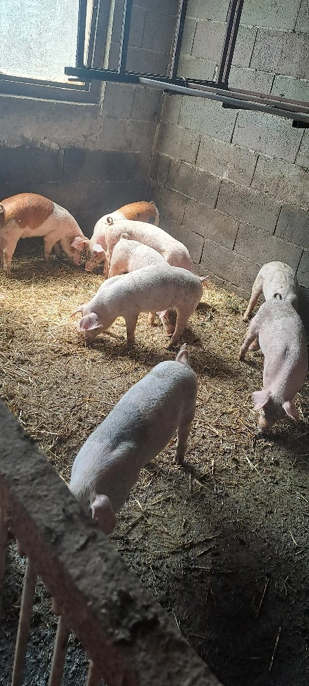 Vînd purcei marele_alb landras 10 săptămîni
