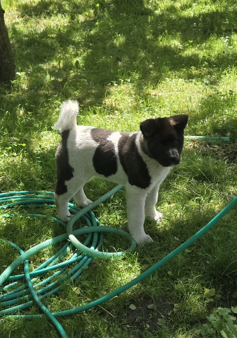Akita American 