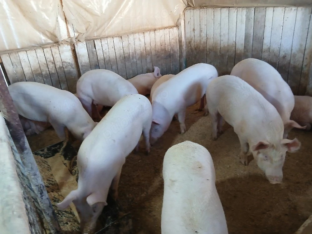 porci de carne 