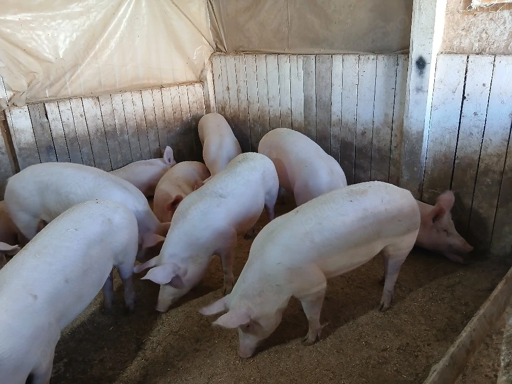 porci de carne 