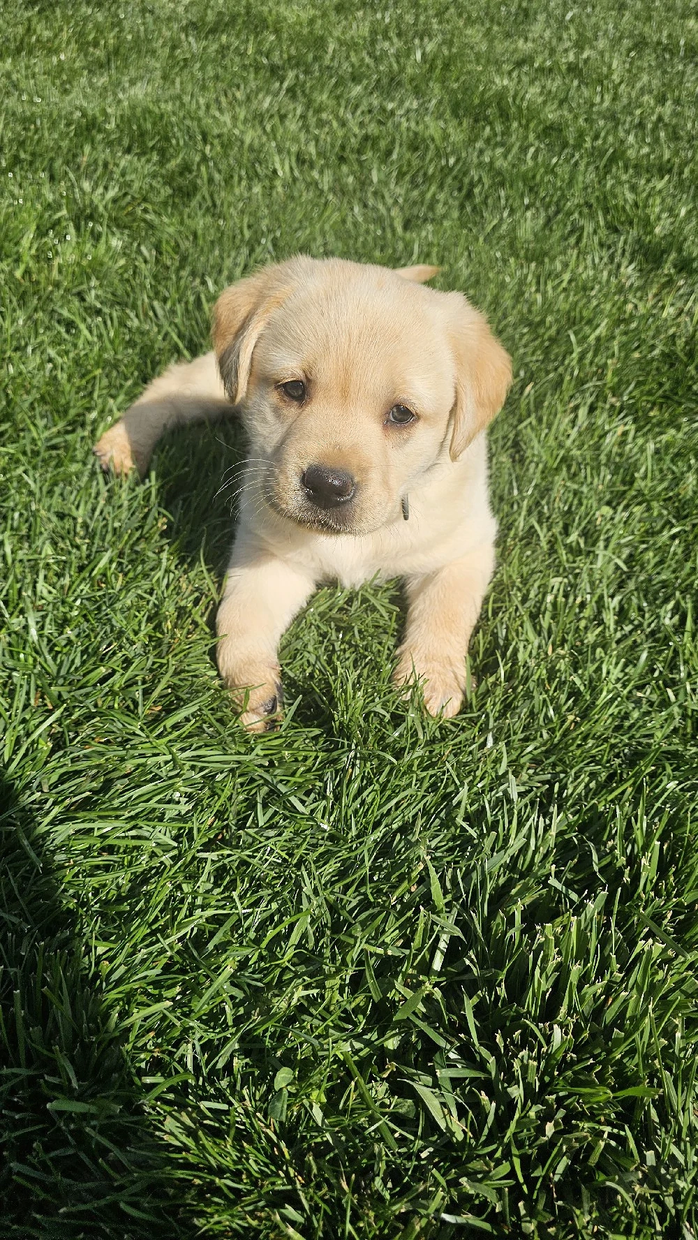 Labrador Retriever Pedigree tip A