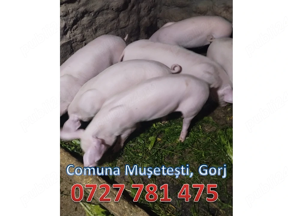 Purcei (Grăsuni) - rasa Marele Alb