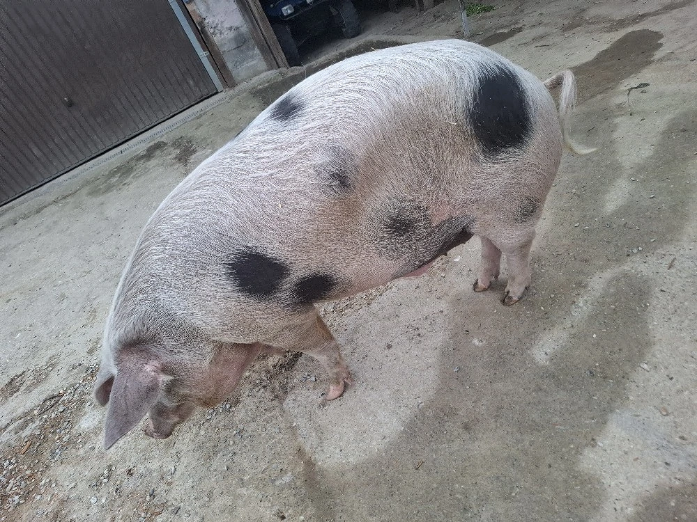 vand porci
