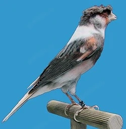 Vand Canari Arlechin Portughez