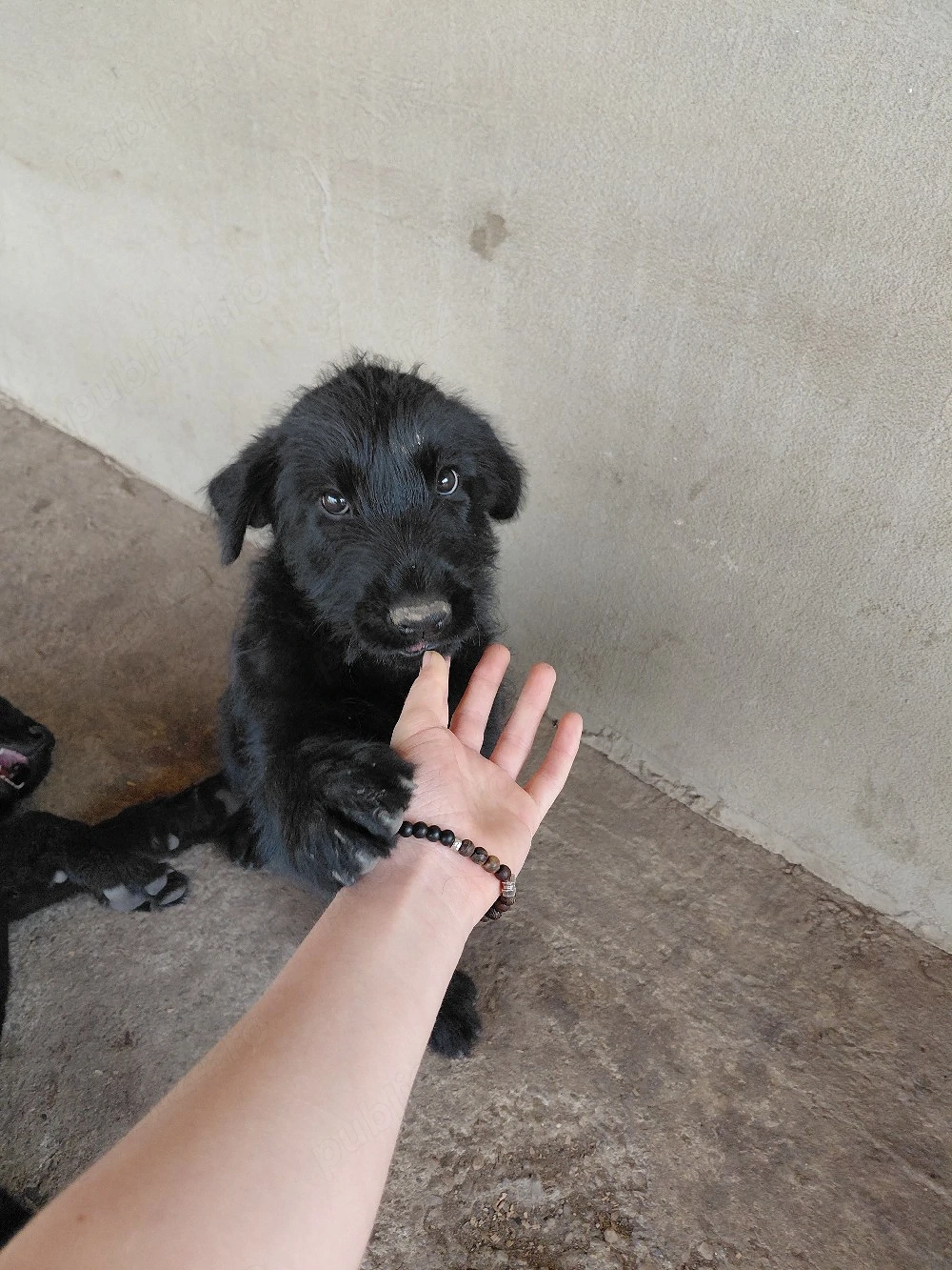 Donez pui de schnauzer urias