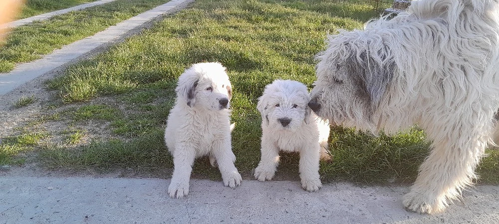 Vand o pereche de ciobanesti