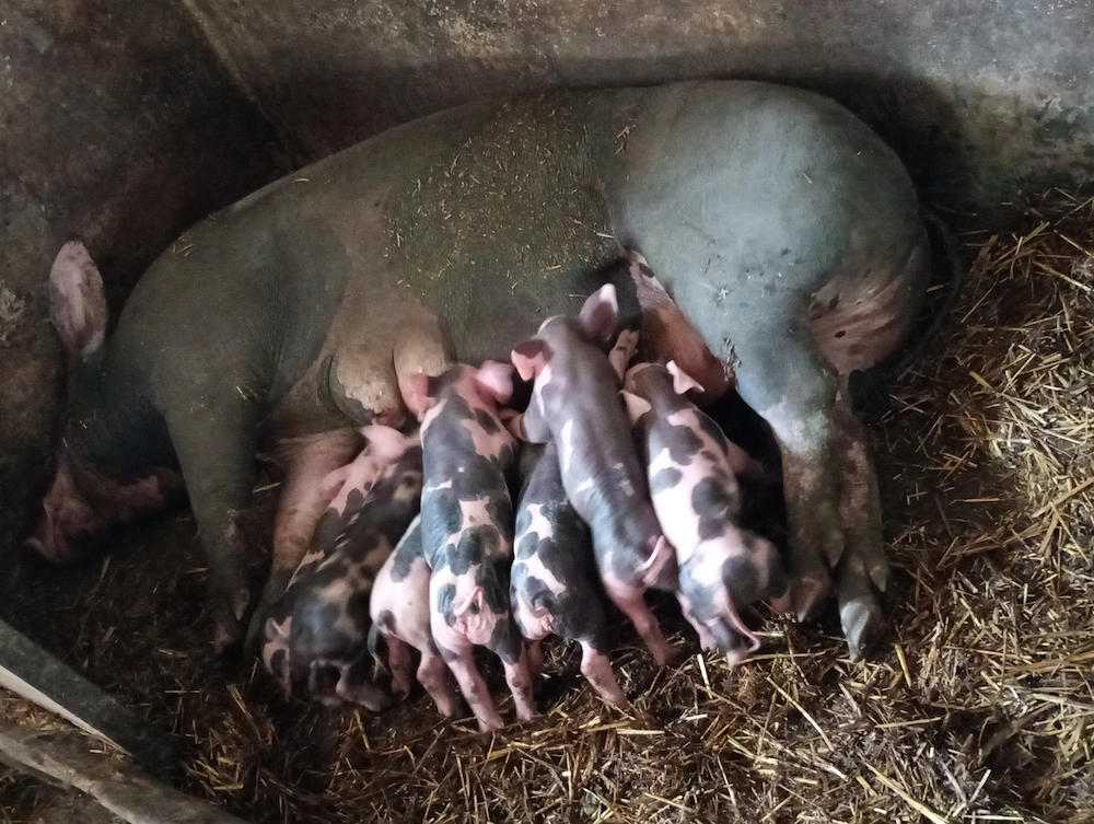 Scroafa pietrean pur cu 7 purcei are in jur de 200 kg 
