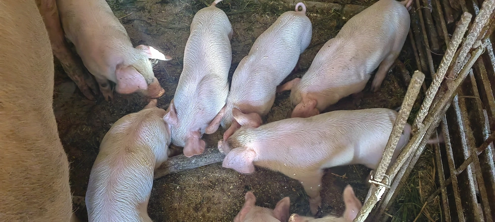 Purcei de vanzare 