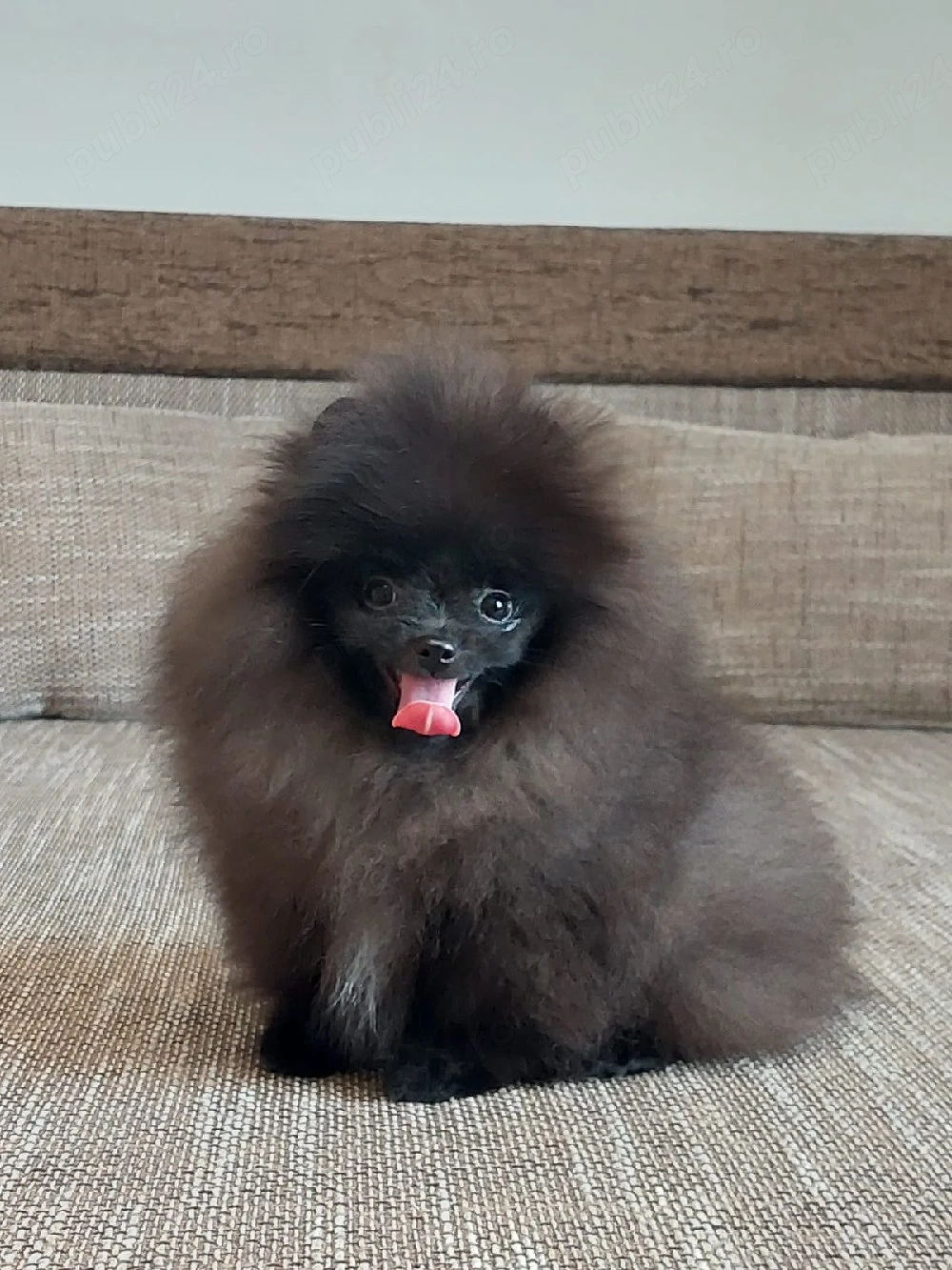 Pomeranian Masculul