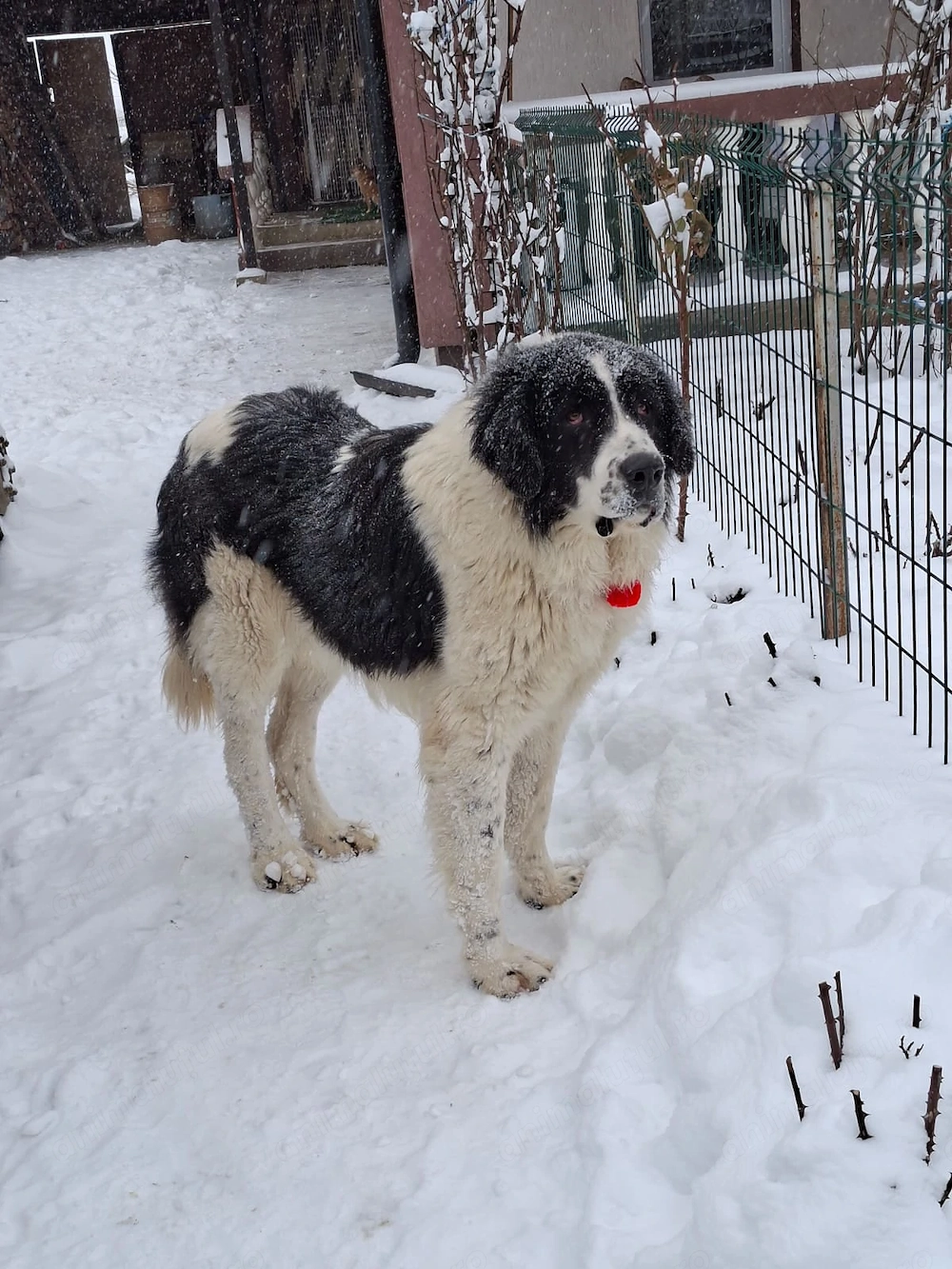 Ciobănesc romanesc de Bucovina , 1 an și 6 luni 