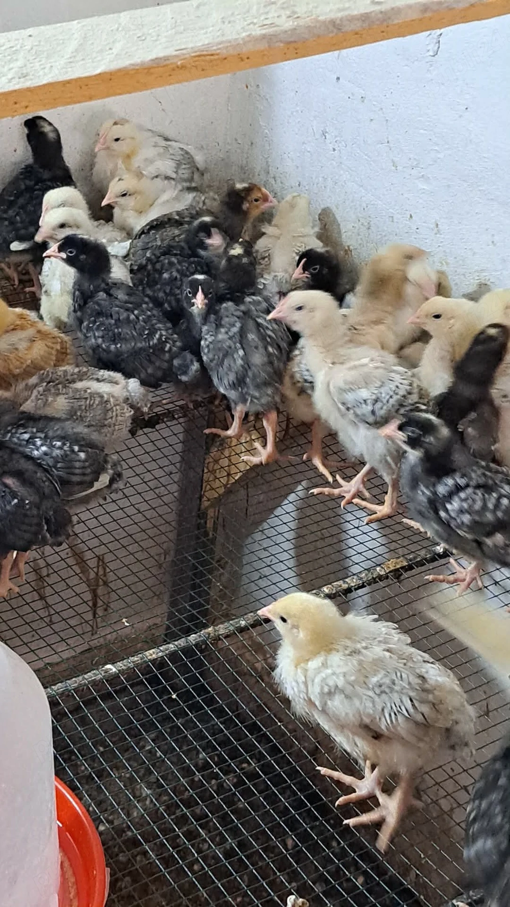 Pui rasa mixta diferite varste 