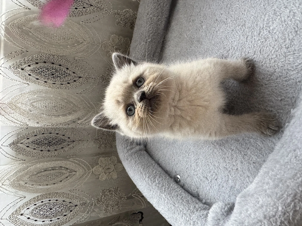 British shorthair colorpoint, blue