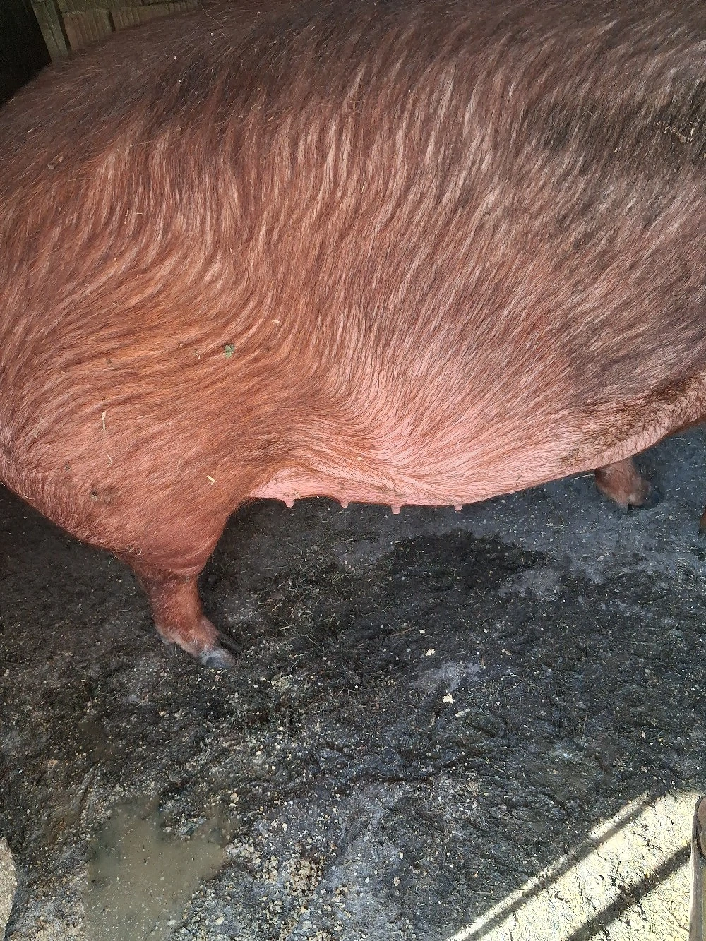 scroafa  duroc