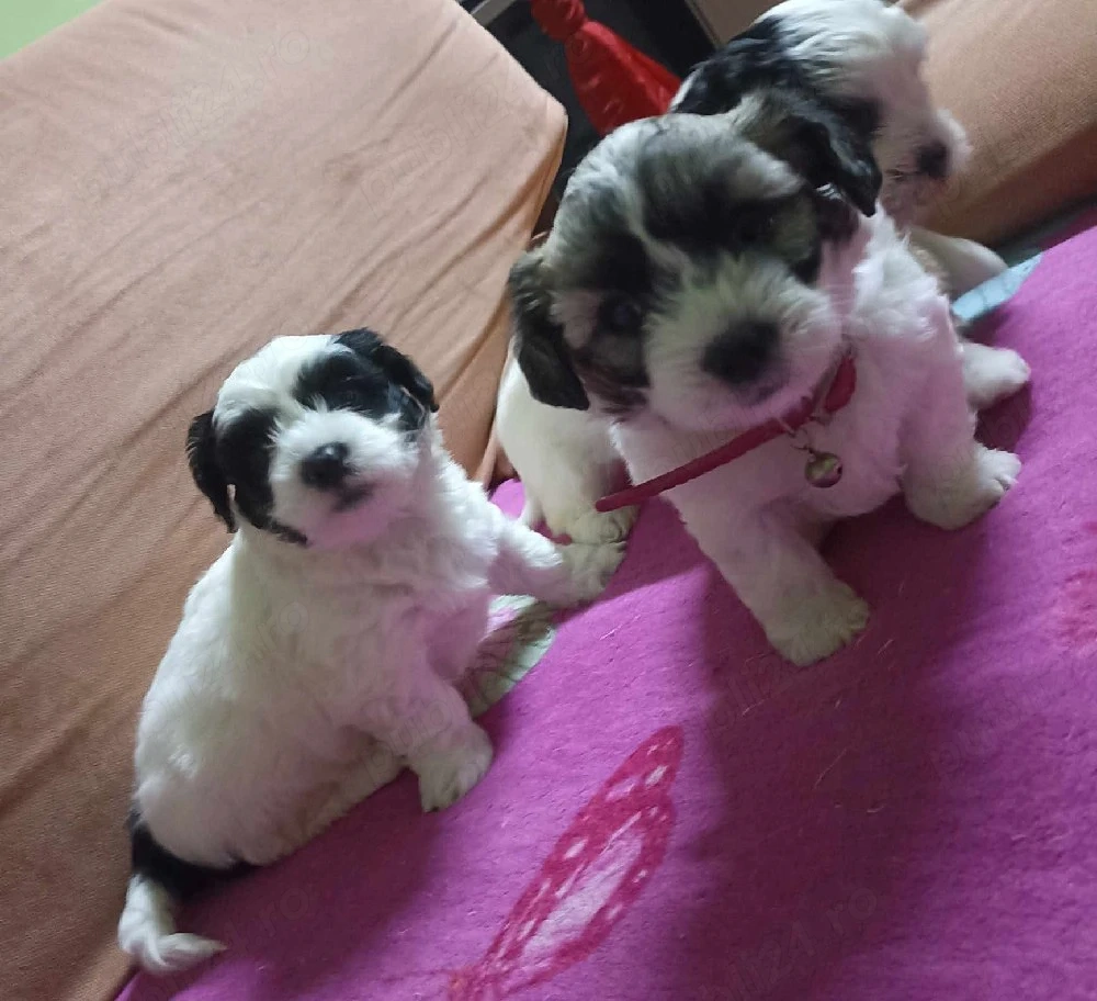 Vând pui de Bichon Maltez. 250 de lei