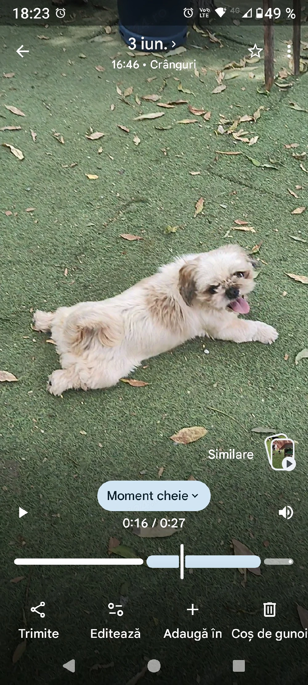 de vânzare două femele de Shih tzu 