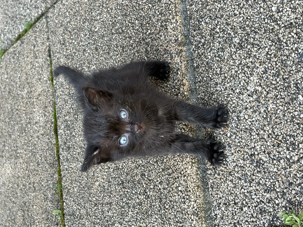 Donez un mascul (negru) și o femelă ( negru cu alb) 