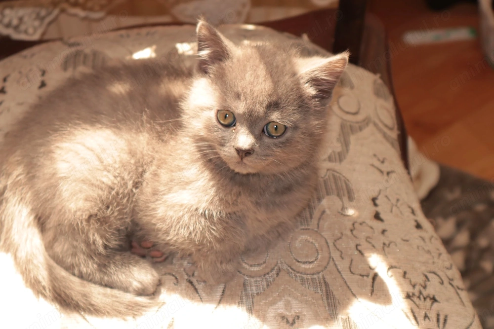 Pisici British blue si color point