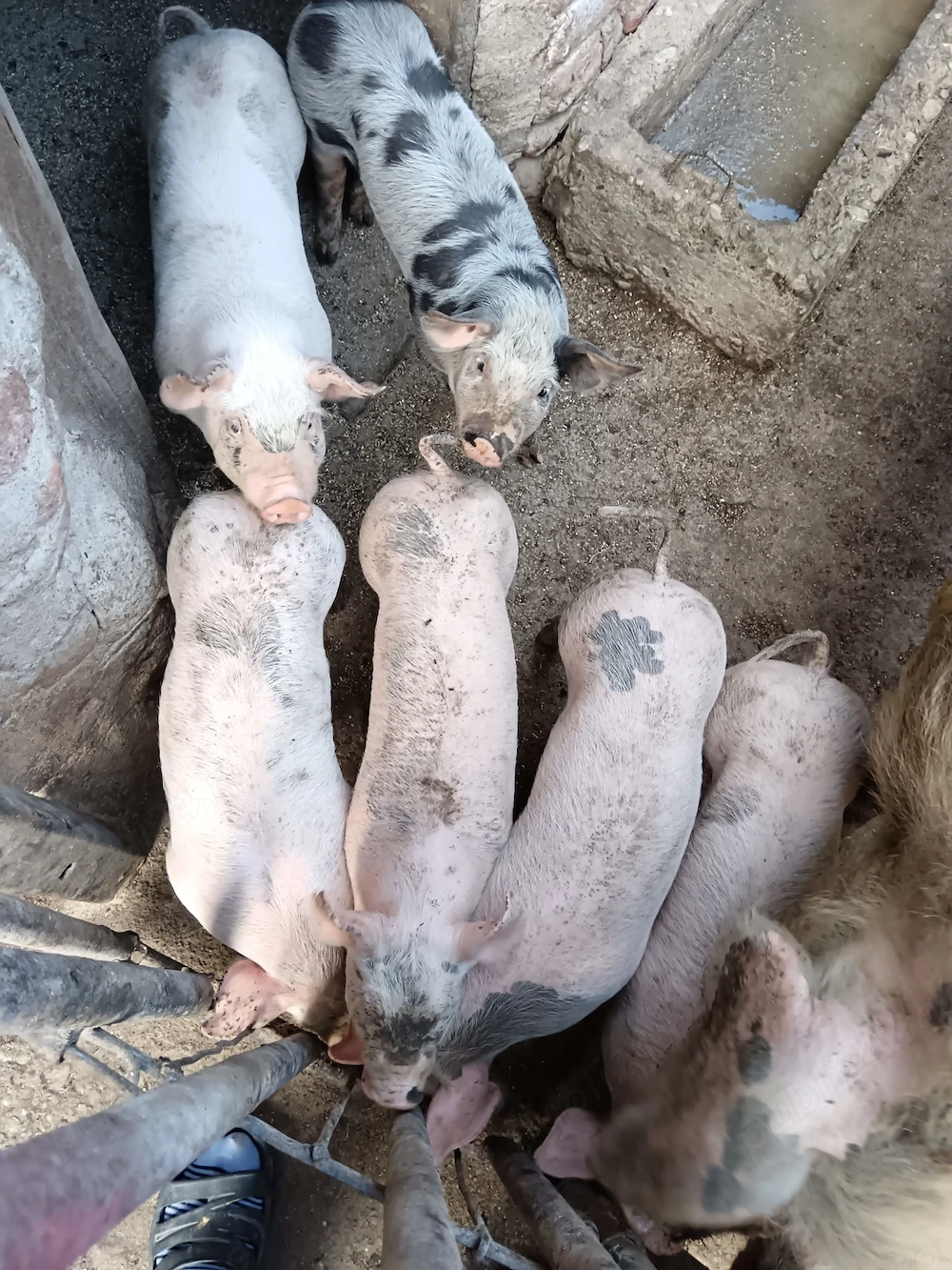 Purcei de vânzare 6 saptaman8