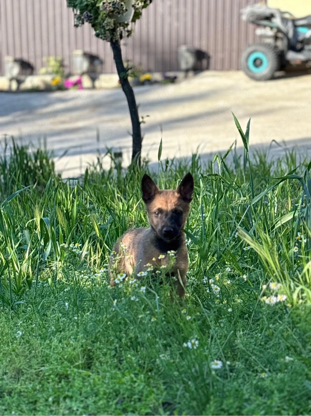 vand catei malinois belgieni