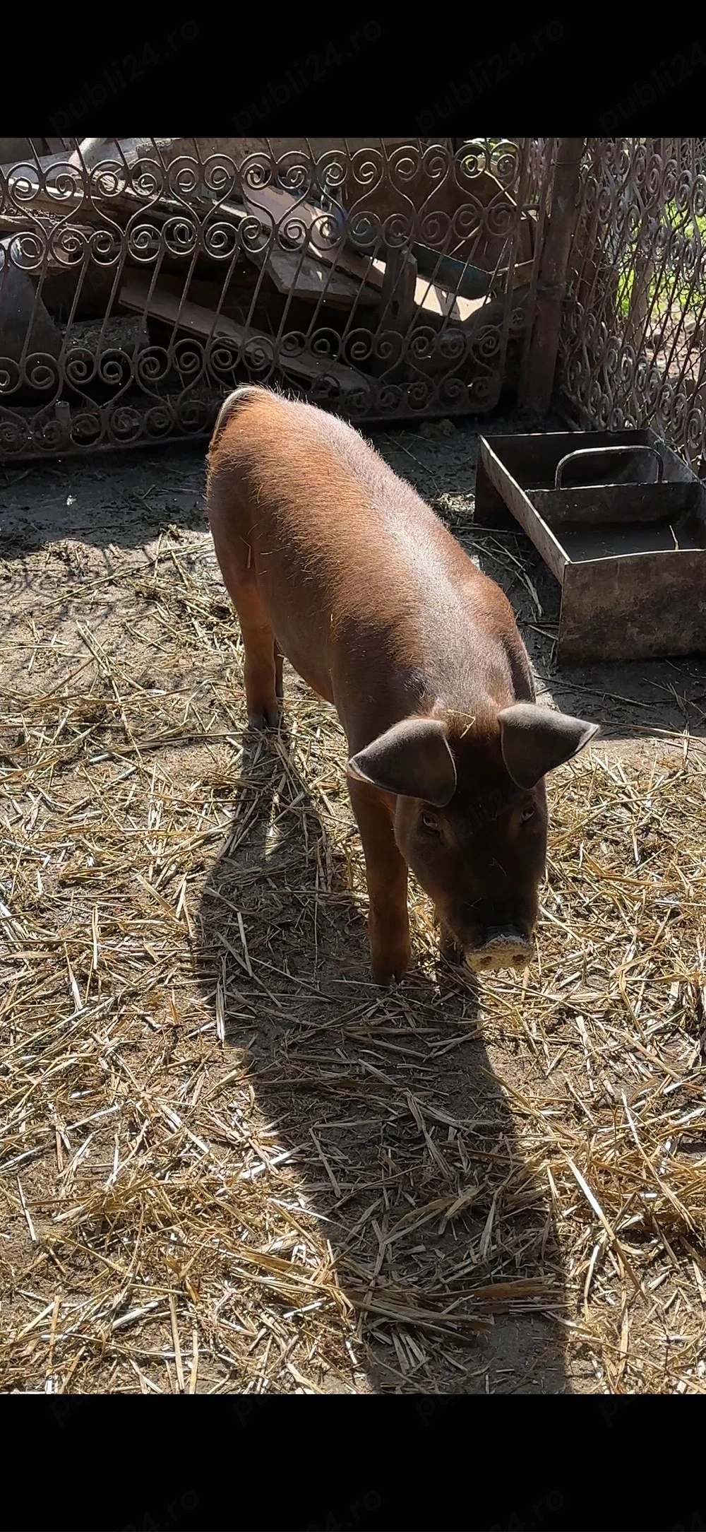 scrofita duroc pur apx50 kg