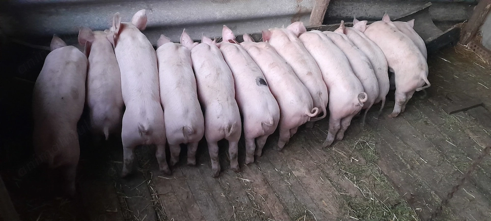 Purcei de vanzare