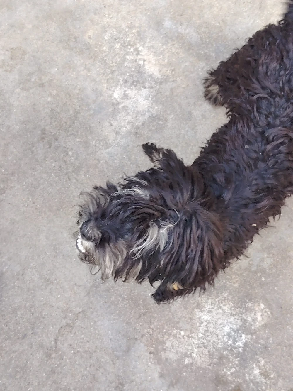 Vând căței metiși cu Lagotto