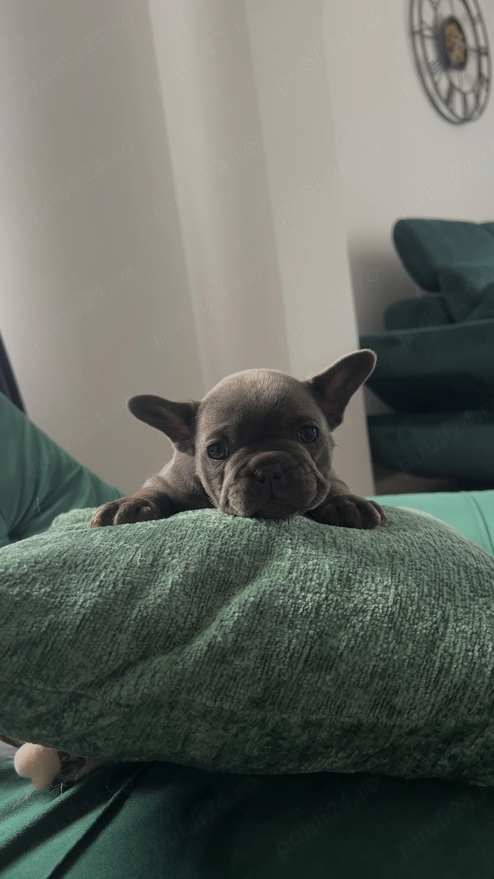  Buldog Francez   2 fetițe disponibile 