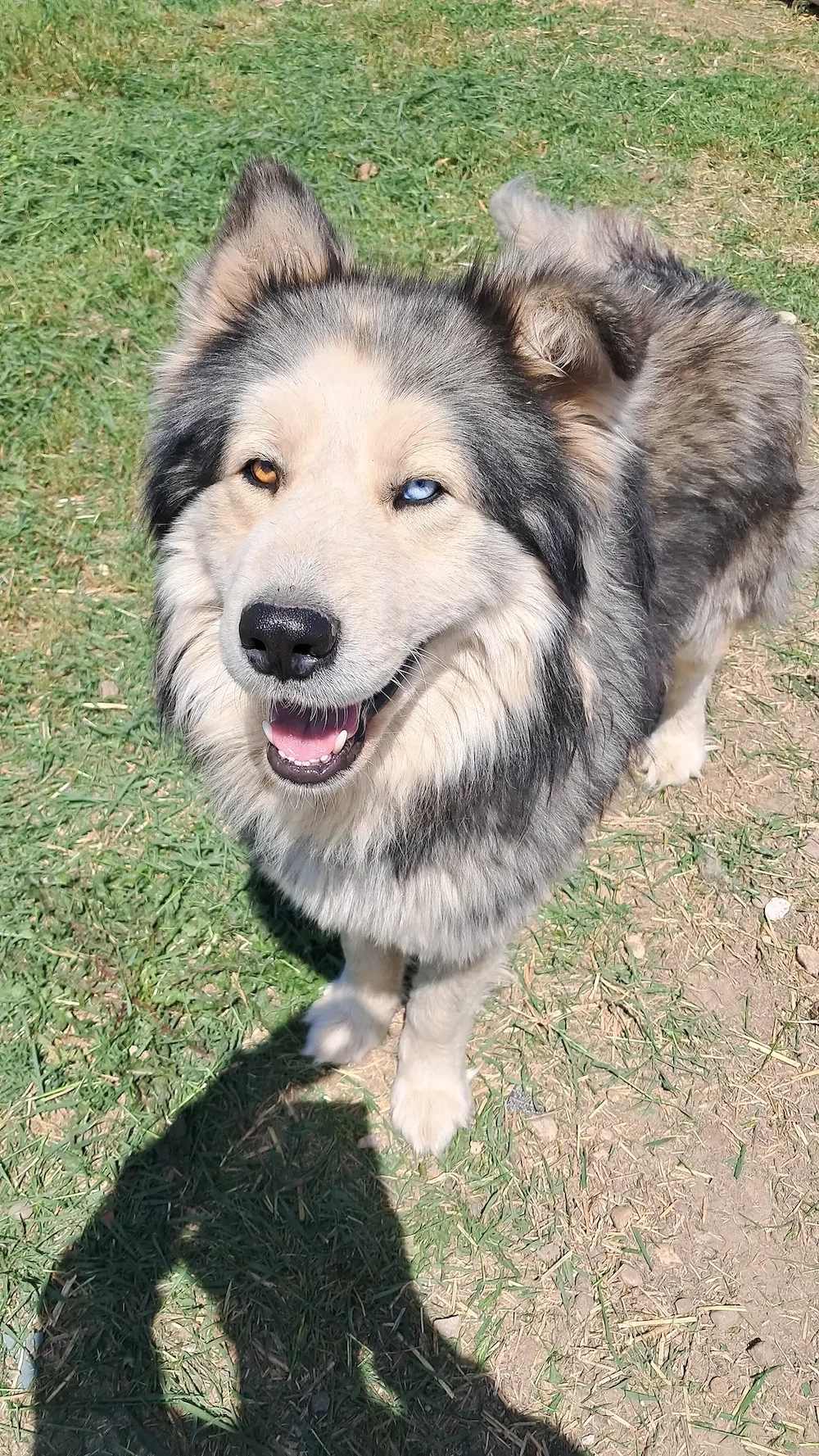 Adopție responsabilă câine mascul metis Husky, talie medie-mare